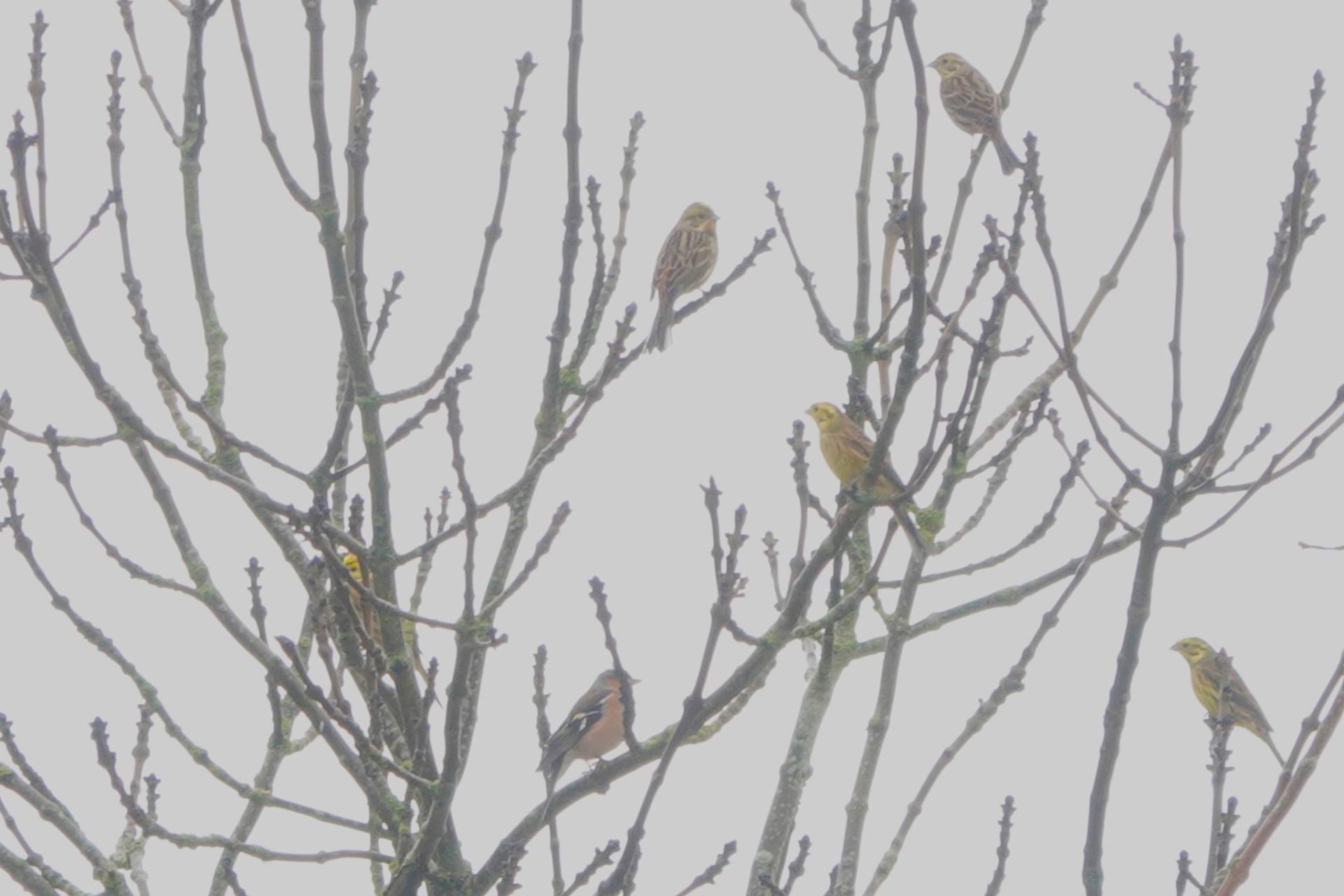 variety of birds in tree